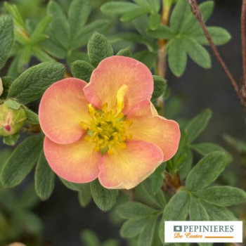 POTENTILLA FRUTICOSA GLAMOUR GIRL