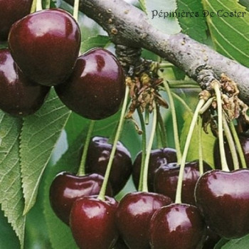 PRUNUS AVIUM BIGARREAU BURLAT