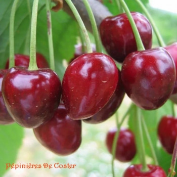 PRUNUS AVIUM BIGARREAU GEANT D'HEDELFINGEN