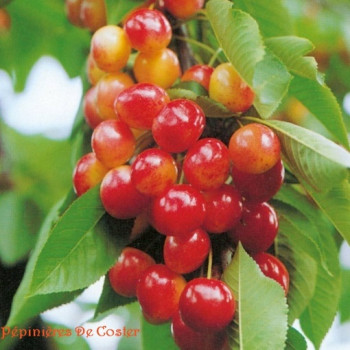 PRUNUS AVIUM BIGARREAU NAPOLEON