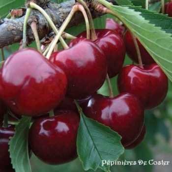 PRUNUS AVIUM BIGARREAU REVERCHON
