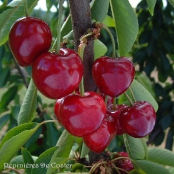 PRUNUS AVIUM BIGARREAU SUMMIT
