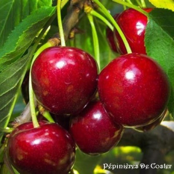 PRUNUS AVIUM BIGARREAU VAN