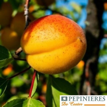 PRUNUS ARMENIACA TARDIF DE TARBES