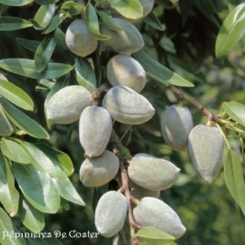 PRUNUS AMYGDALUS FERRAGNES