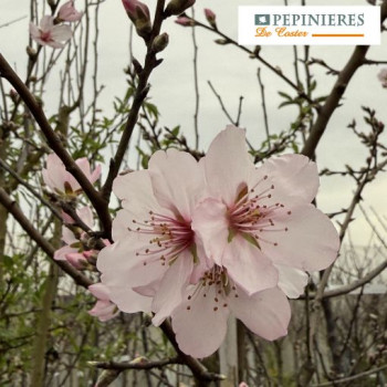 PRUNUS AMYGDALUS TEXAS