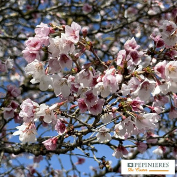 PRUNUS INCISA KOJO NO MAI