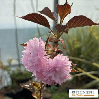 PRUNUS SERRULATA ROYAL BURGUNDY