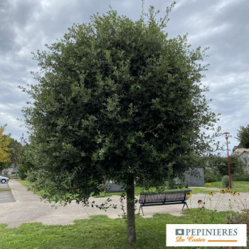 QUERCUS ILEX
