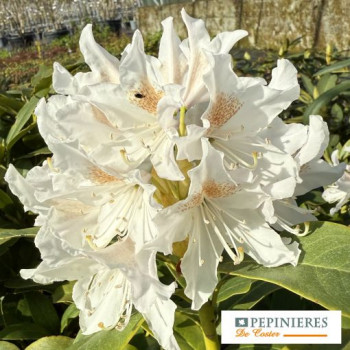RHODODENDRON CUNNINGHAM'S WHITE