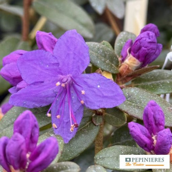 RHODODENDRON GRISTEDE