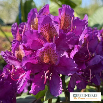 RHODODENDRON MARCEL MESNARD