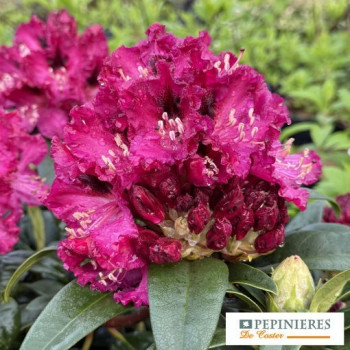 RHODODENDRON MARIE FORTE