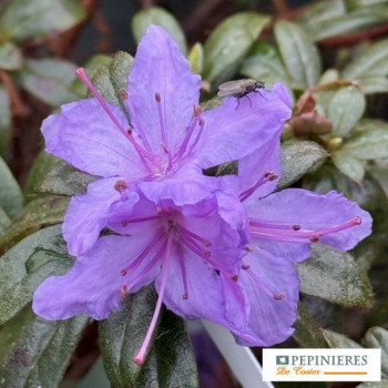 RHODODENDRON MOERHEIM