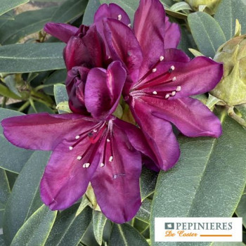RHODODENDRON POLARNACHT