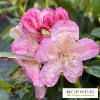 RHODODENDRON PERCY WISEMAN