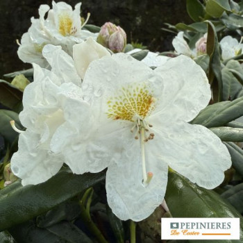 RHODODENDRON YAKUSHIMANUM PORZELLAN