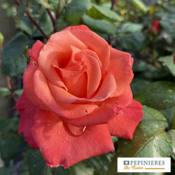 ROSA CHRISTOPHE COLOMB  ®