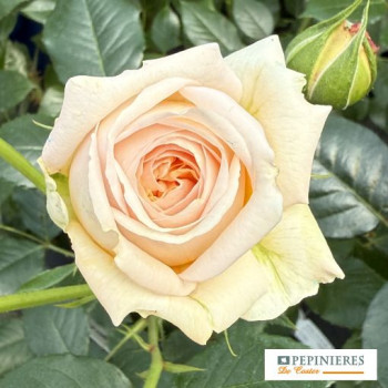 ROSA DECOROSIER ® AMBER VOLUPTIA