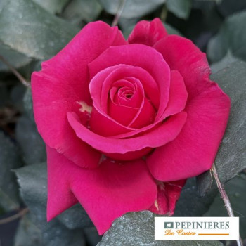 ROSA DECOROSIER CRAZY PINK VOLUPTIA ®