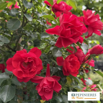 ROSA DECOROSIER KADORA ®