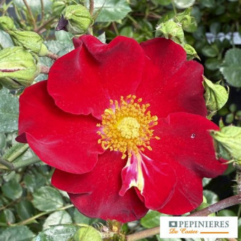 ROSA DECOROSIER NEW VESUVIA ®