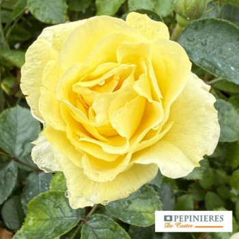 ROSA DECOROSIER SOLEYA ®