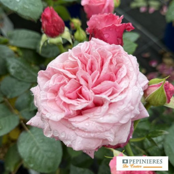 ROSA DECOROSIER ® PINK VOLUPTIA