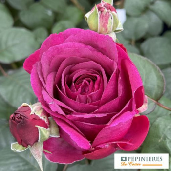 ROSA DECOROSIER ® PURPLE