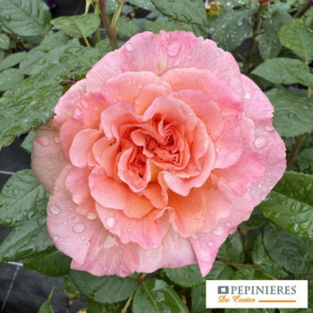 ROSA FOX TROT ®