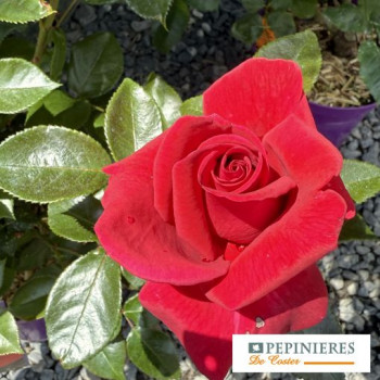 ROSA LE GRAND HUIT ®