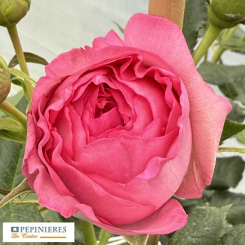 ROSA PIERRE DE RONSARD ® CYCLAMEN