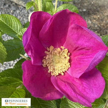 ROSA RUGOSA RUBRA