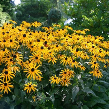 RUDBECKIA FULGIDA SULLIVANTI GOLDSTURM