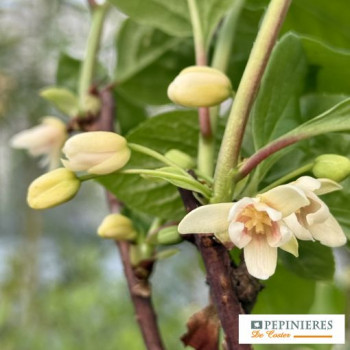 SCHISANDRA CHINENSIS SADOVA