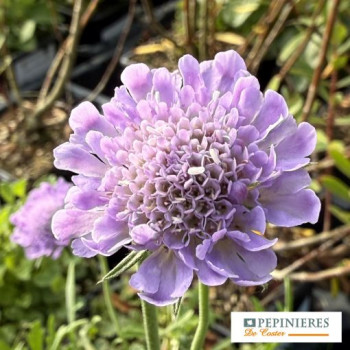 SCABIOSA COLUMBARIA BUTTERFLY BLUE