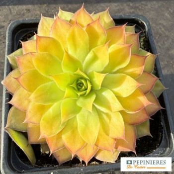 SEMPERVIVUM CHICK CHARMS ® GOLD NUGGET
