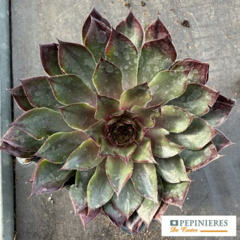 SEMPERVIVUM CHICK CHARMS® BUTTERSCOTCH BABY