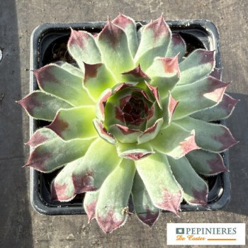 SEMPERVIVUM CHICK CHARMS ® MINT MARVEL
