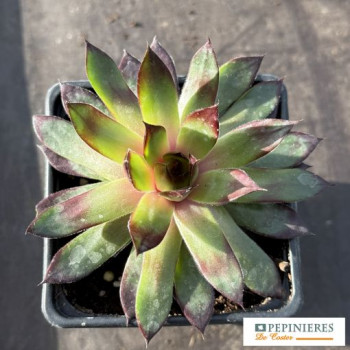 SEMPERVIVUM CHICK CHARMS® PINNEAPLE PARADISE