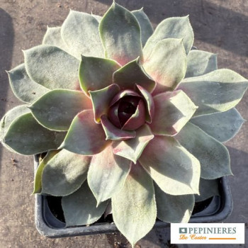SEMPERVIVUM CHICK CHARMS ® GIANTS STEEL APPEAL