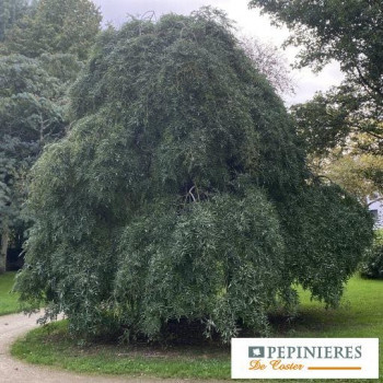 SOPHORA JAPONICA PENDULA