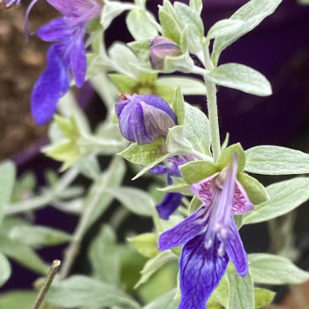TEUCRIUM FRUCTICANS SELECTION
