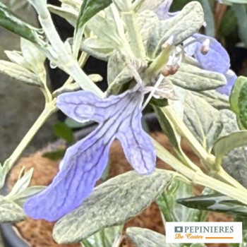 TEUCRIUM FRUTICANS