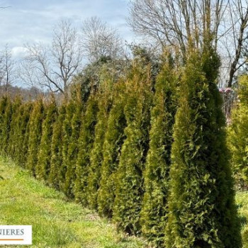 THUJA OCCIDENTALIS SMARAGD