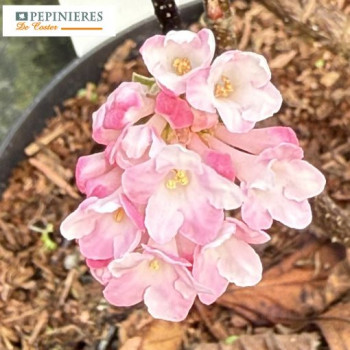 VIBURNUM BODNANTENSE CHARLES LAMONT