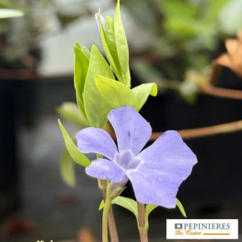 VINCA MINOR
