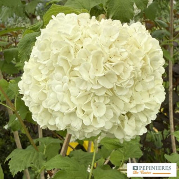 VIBURNUM OPULUS ROSEUM