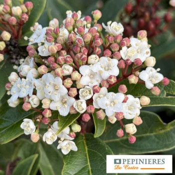 VIBURNUM TINUS EVE PRICE
