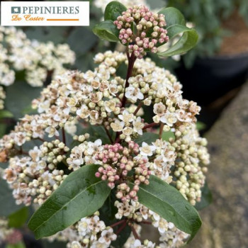 VIBURNUM TINUS QUIMPER